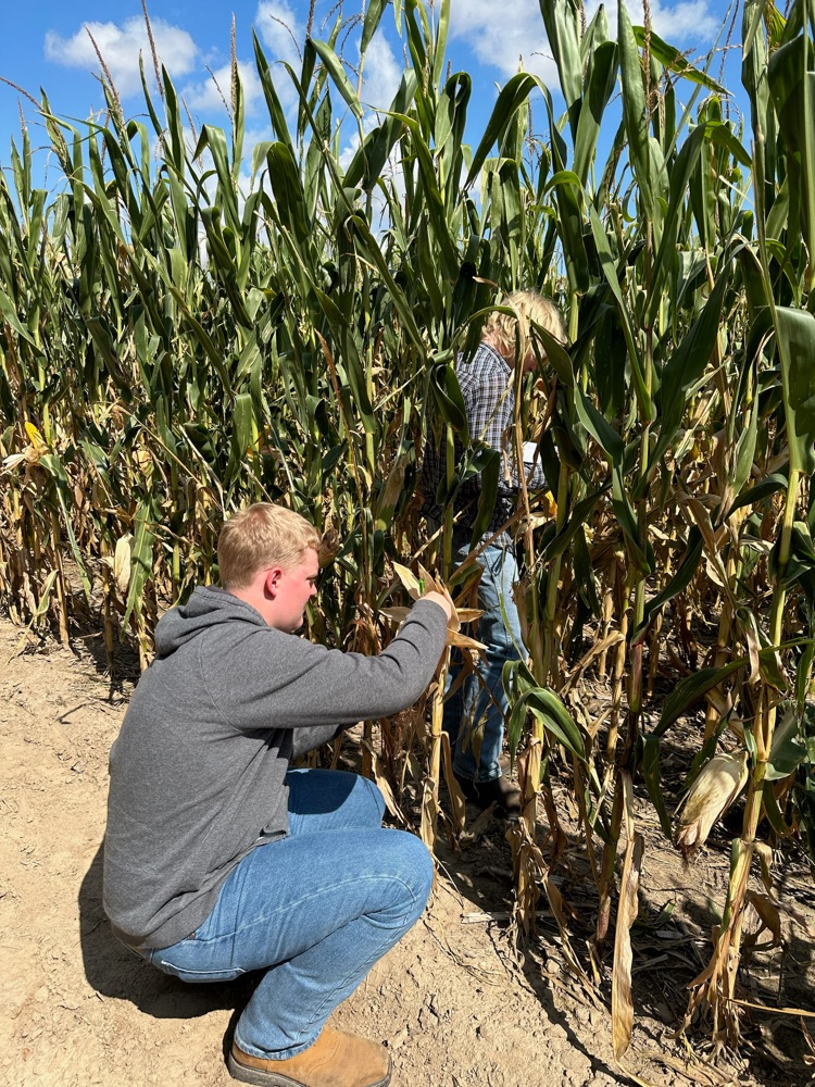 checking corn yields