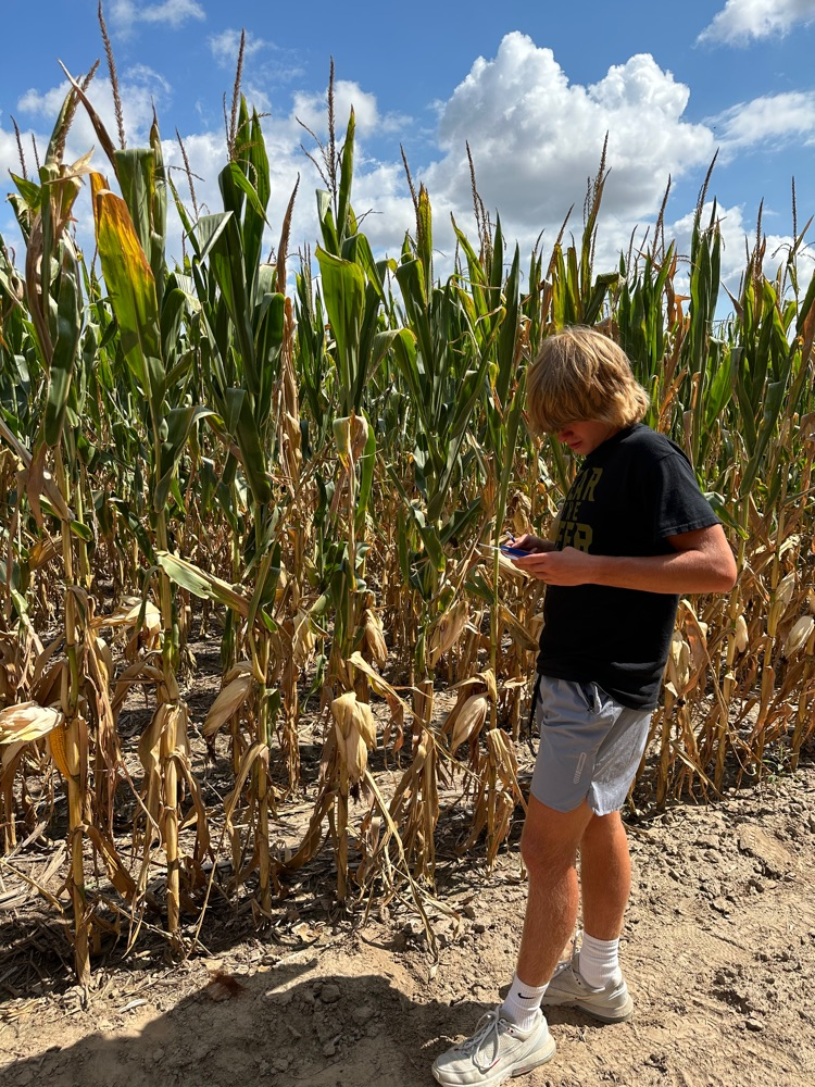 checking corn yields