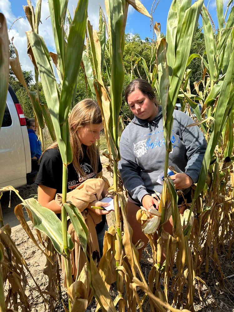 checking corn yields